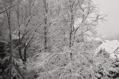 Snow-in-the-hood-24521